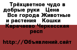 Трёхцветное чудо в добрые руки › Цена ­ 100 - Все города Животные и растения » Кошки   . Карачаево-Черкесская респ.